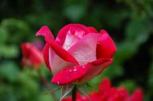 Brand New Content garden-rose-red-pink-56866-56866.jpg