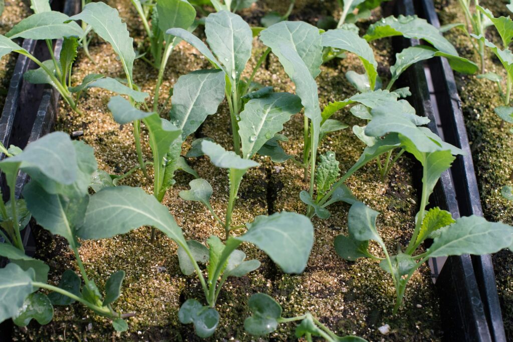Best Companion Plants for a Flourishing Vegetable Garden Best Companion Plants for a Flourishing Vegetable Garden