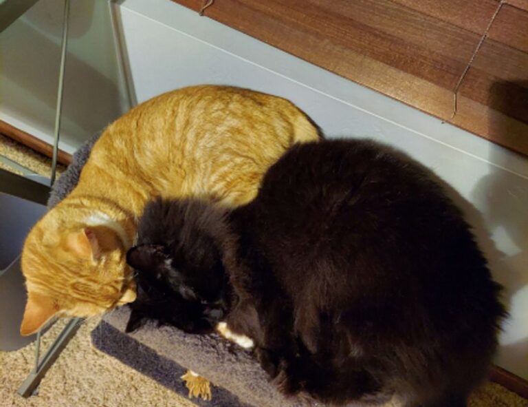 Home decoration kdadesignology