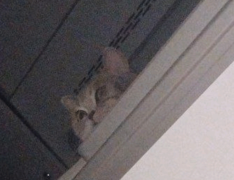 Home garden decoration kdagardenation