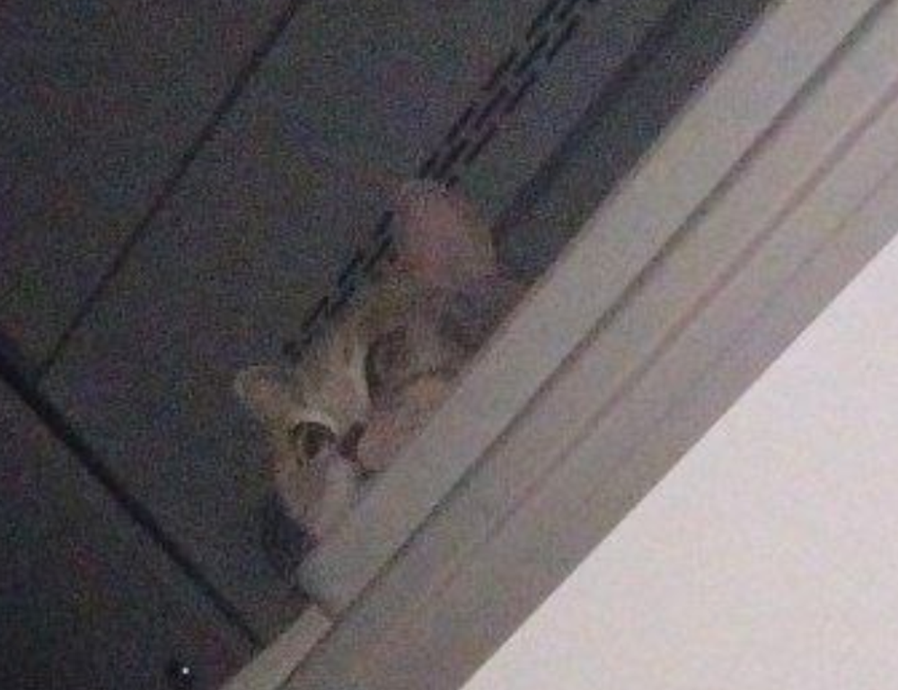 garden decoration kdagardenation