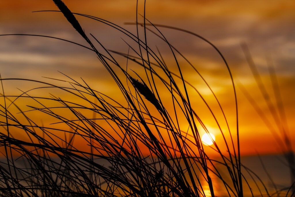 home tips livpristvac