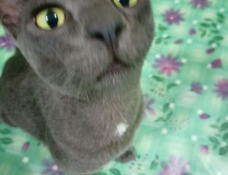 Home home upgrading mintpalment