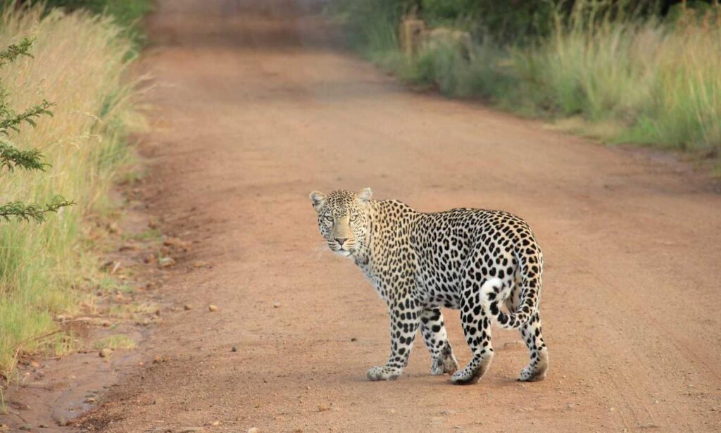 house guide heartomenal