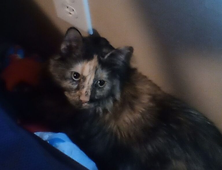 Home house renovation advice miprenovate