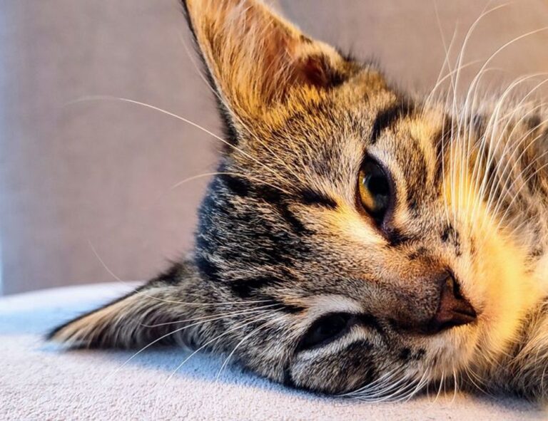 Home house renovation heartomenal