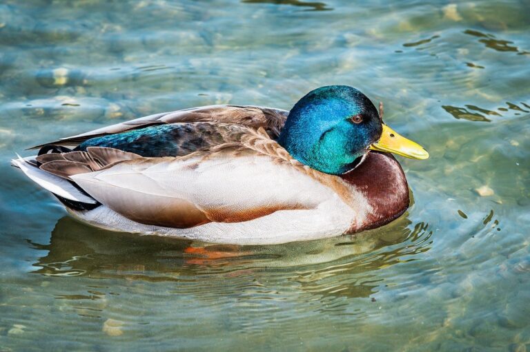 Home how should exterior shutters fit drhextreriorly