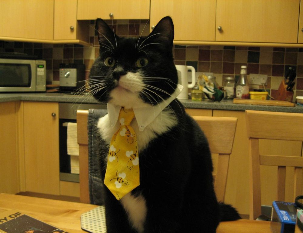 how to cure cotaldihydo disease