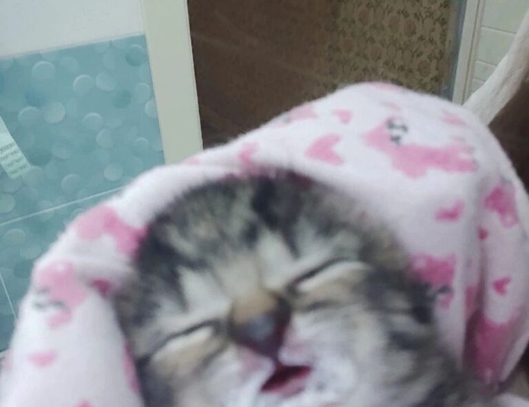 Home how to keep your gaming setup clean livpristvac