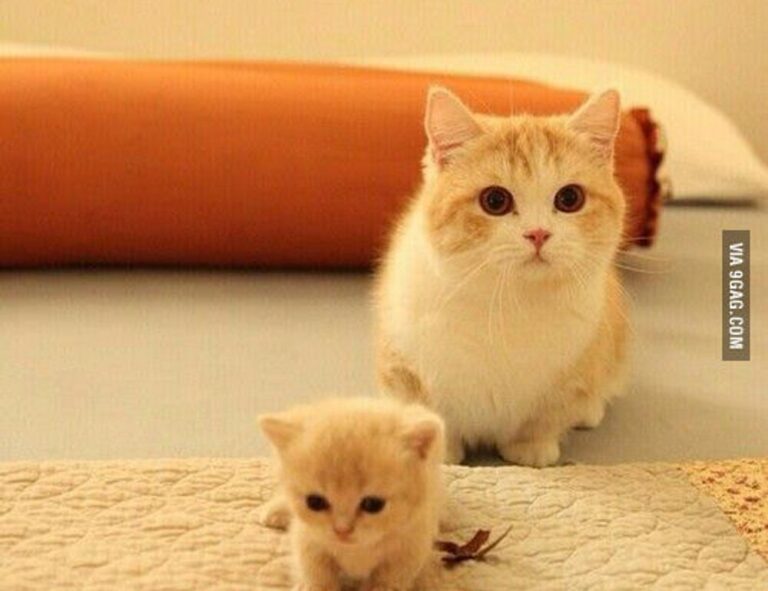 Home is widdeadvi suitable for my pc