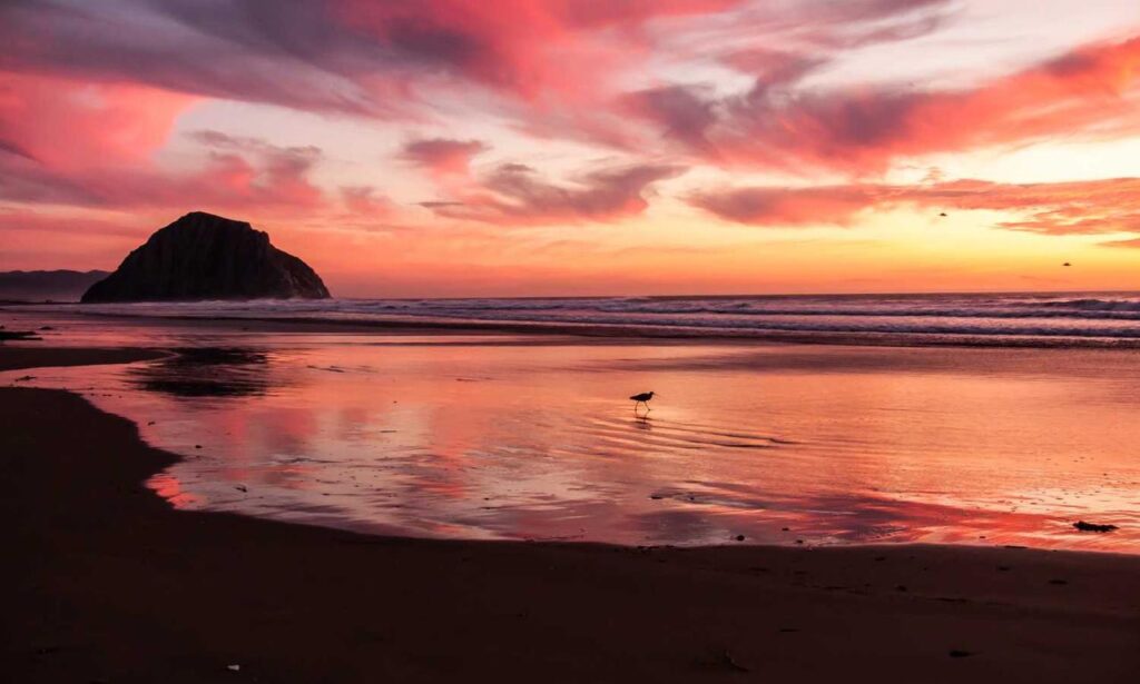 kdagardenation garden guide by kdarchitects