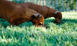 Brand New Content kitchen upgrading advice mintpalment