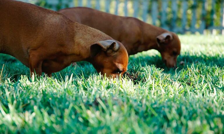 Home kitchen upgrading advice mintpalment