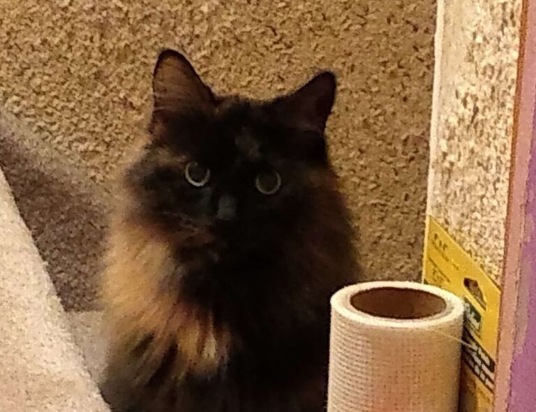 Home miprenovate cleaning tips from myinteriorpalace