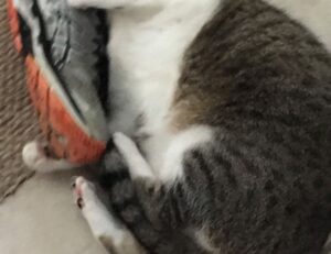 Brand New Content renovation guide heartomenal