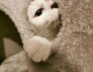 Brand New Content the psychology of cleanliness mrshomegen