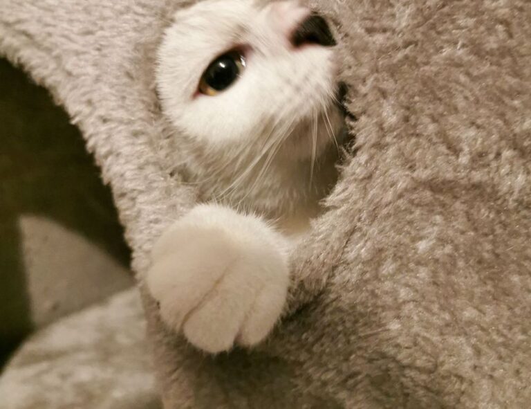 Home the psychology of cleanliness mrshomegen