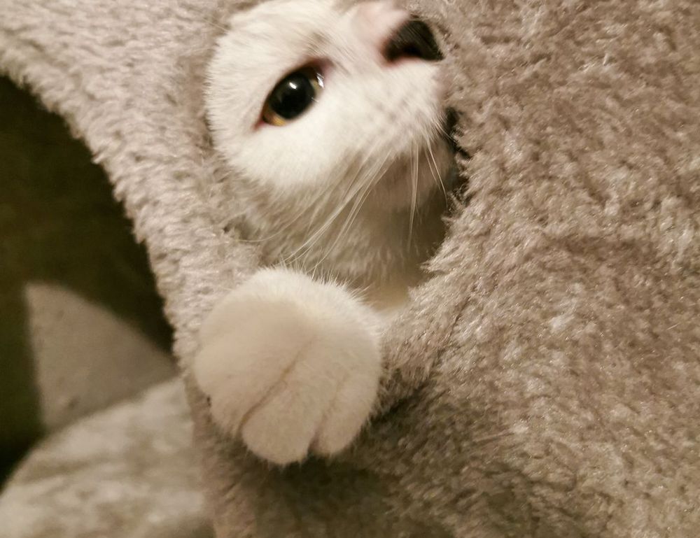 the psychology of cleanliness mrshomegen