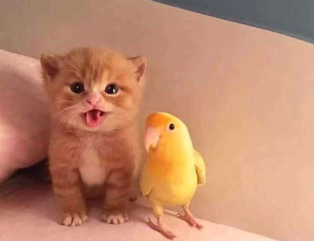 what software do most interior designers use kdadesignology