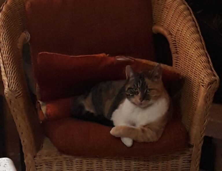 Home where is homiezava