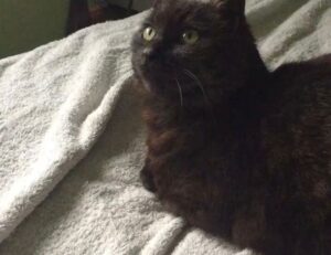 Brand New Content where to buy shark vacuum livpristvac