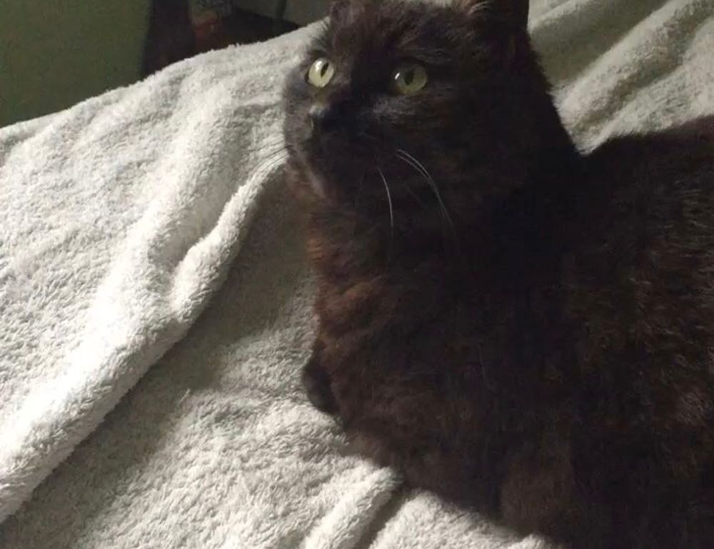 where to buy shark vacuum livpristvac