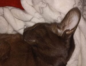 Brand New Content why can't i open a game marshock200 on pc