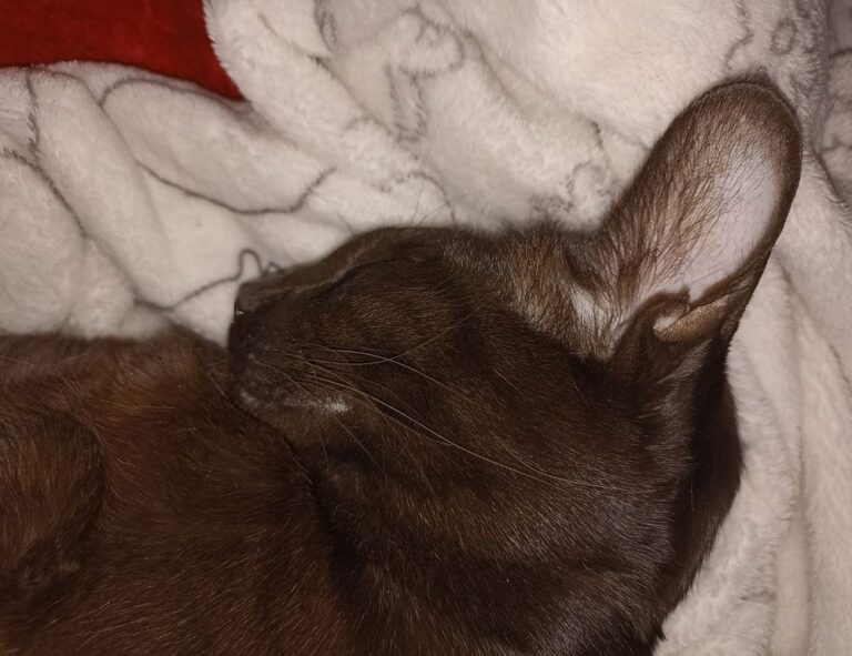 Home why can't i open a game marshock200 on pc