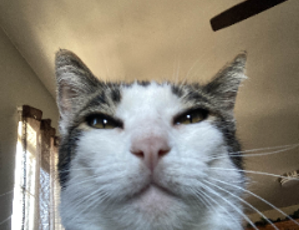 why homiezava hotel so popular