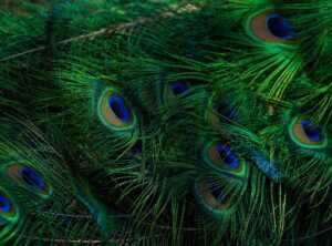 attractive eye catching nature dp for whatsapp