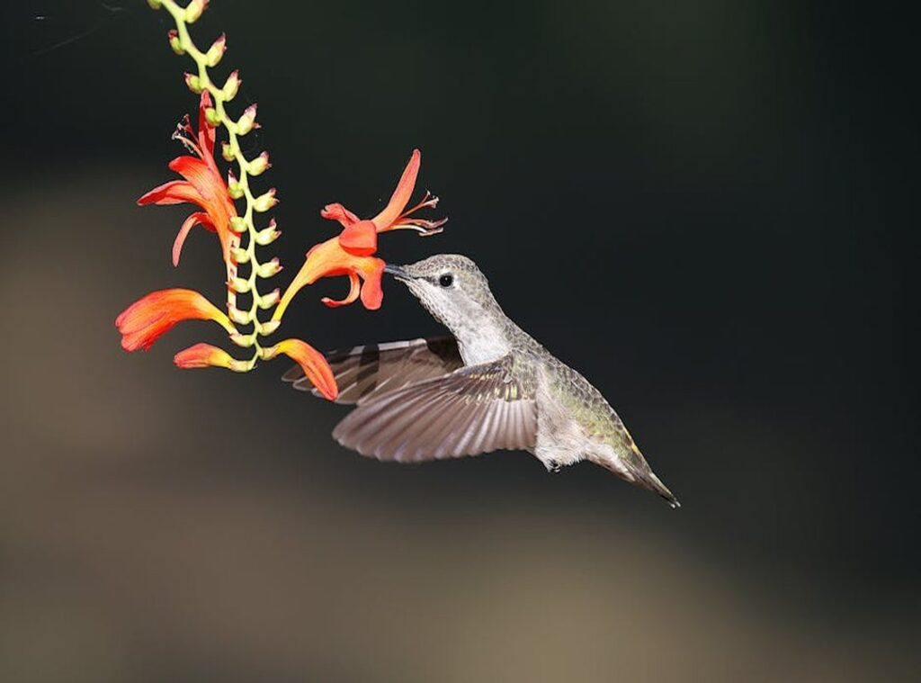 boleyn anna star trek