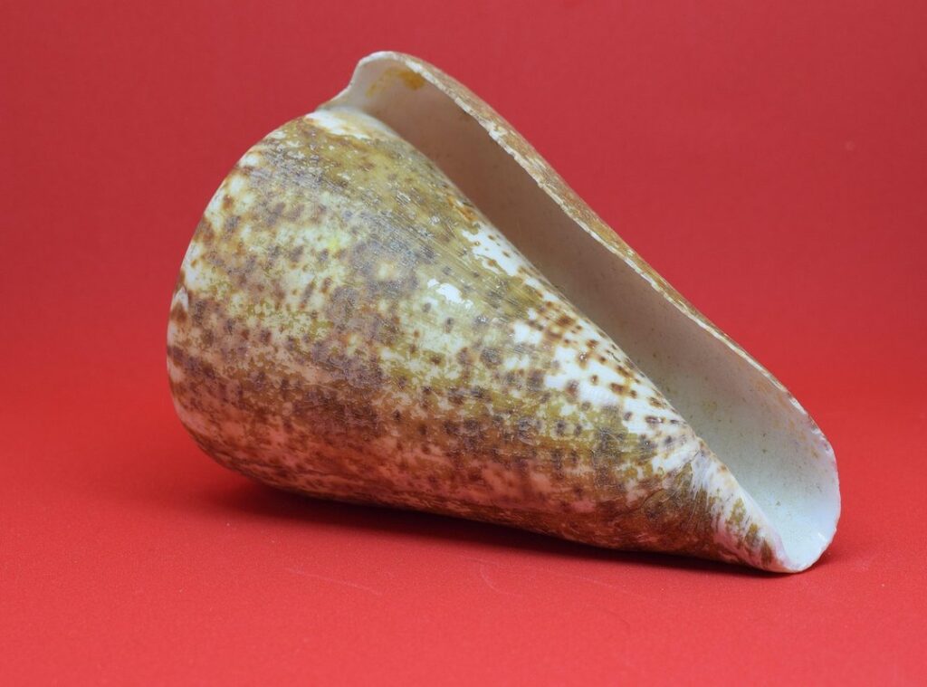 canserbero mandibula rota