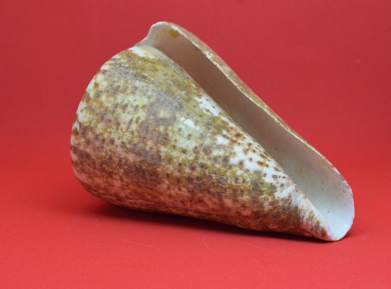 canserbero mandibula rota